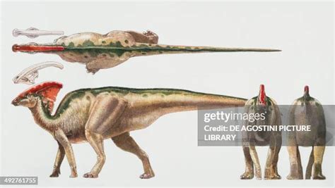 Parasaurolophus Sp Photos and Premium High Res Pictures - Getty Images