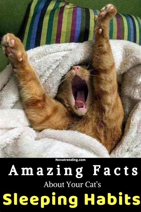 5 amazing facts about your cat s sleeping habits – Artofit