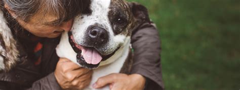 Lost Pets - LifeLine Animal Project | Tips to Find Your Lost Pet