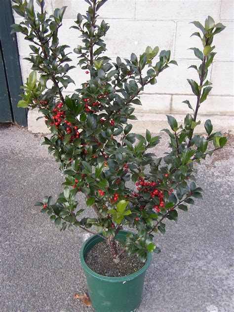 Ilex x meserveae ‘Blue Maid’ – Summer Hill Nursery