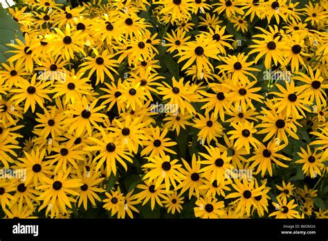 Black Eyed Susan Stock Photo Alamy