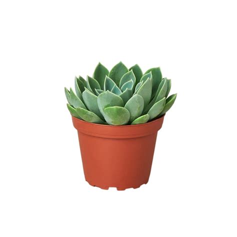 Blue Atoll Echeveria Plant Addicts