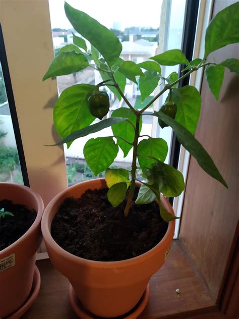 My first habanero plant. Need some guidance :D : HotPeppers