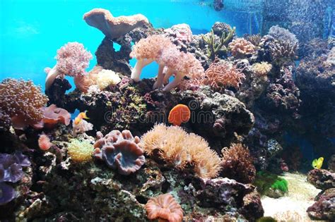 undersea stock photo image  ocean underwater nature