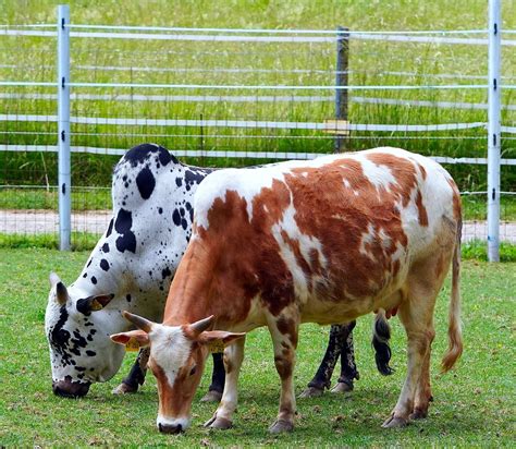 The Important Role of Amino Acid Manganese in Ruminants - Improving ...