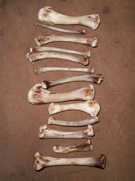 bone tower  stock photo public domain pictures
