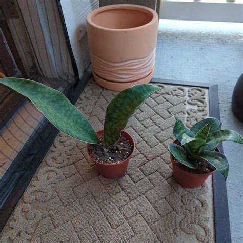 Kei Yoki African Violet Starter Plant ALL PLANTS Require You to ...