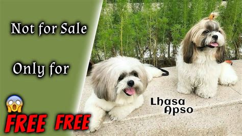 Free Free Lhasa Apso 🔥🔥🔥 Puppies For Adoption 2 Puppies Available