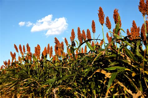 What Is Sorghum Sorghum Checkoff