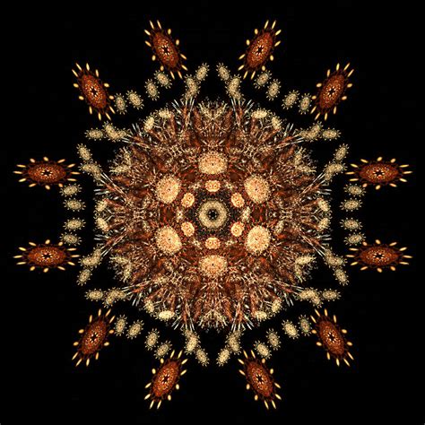 deviant  lady compassion  deviantart