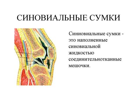Сумки Коленного Сустава — Buy-artox.ru