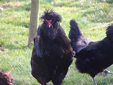 Crèvecœur Chicken Wikipedia