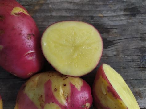 Картофель Апачи (Apache) — Продукция агроусадьбы Помяна