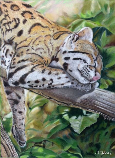 "Sleeping Ocelot" by Jill Tisbury | Redbubble