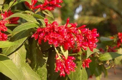 10 Most Poisonous Plants On Earth You Need To Stay Away From