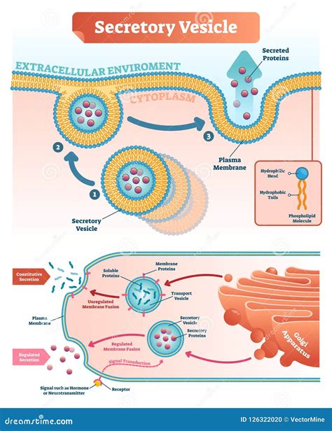 Ilustra O Secretory Do Vetor Da Ves Cula Close Up Etiquetado Esquema
