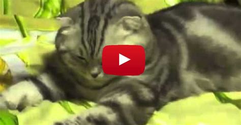 In 10 Seconds, This Cat Made Me Laugh SO Hard! | LittleThings.com