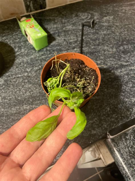 Tried to repot market basil, she’s not doing well : r/IndoorGarden