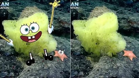 Viral Penemuan SpongeBob Dan Patrick Di Dunia Nyata Oleh Ilmuwan Laut Hot Liputan6