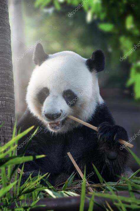 Portrait of nice panda bear eating in summer environment — Stock Photo ...