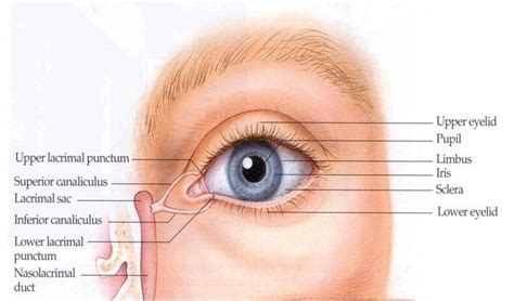 External Eye Eye Drawing Eye Drawing Tutorials Realistic Eye Drawing