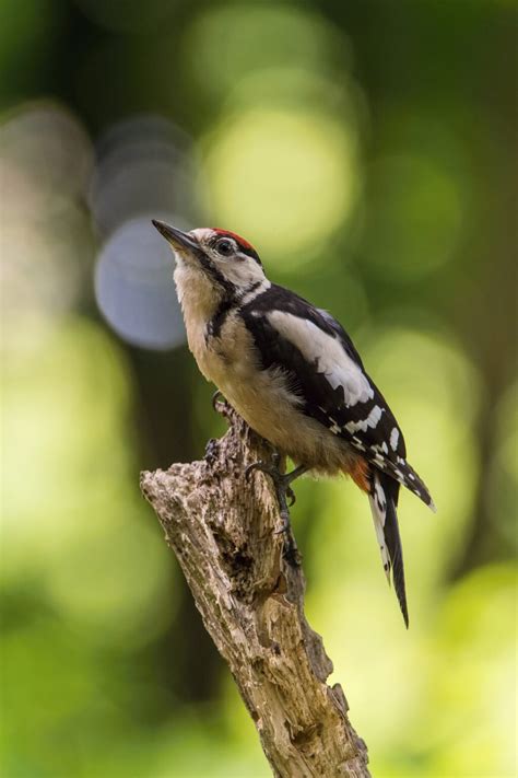 Woodpeckers In West Virginia 7 Species Youve Got To See