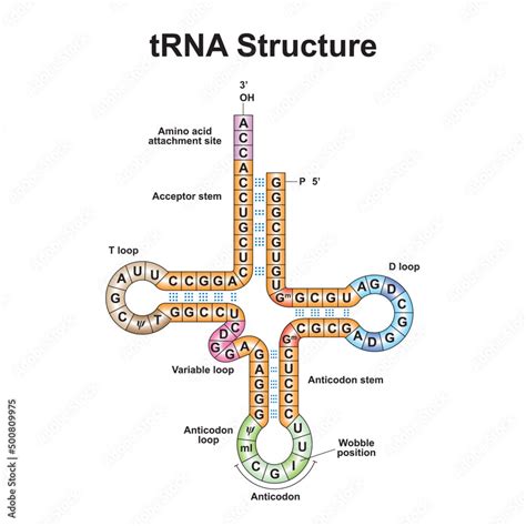 Transfer Rna Structure 