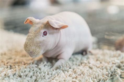 Nude Guinea Pig Stock Image Image Of Nude Funny Portrait
