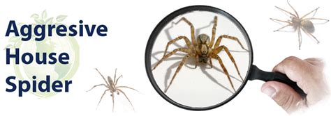 How To Get Rid Of Hobo Spiders Classic Insulation And Pest Control