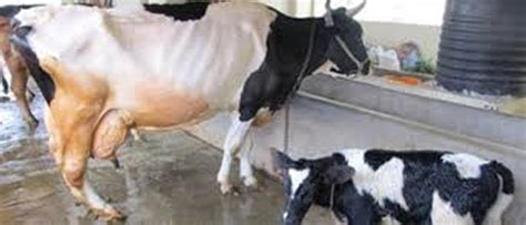 Nddb Dairy Services Develops Indigenous Sex Sorted Semen Technology Navjeevan Express