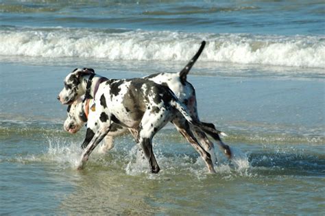 Harlequin Great Dane Facts Origins And History With Pictures Hepper