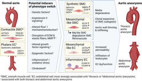 Different Types Of Aortic Aneurysms Hot Sex Picture