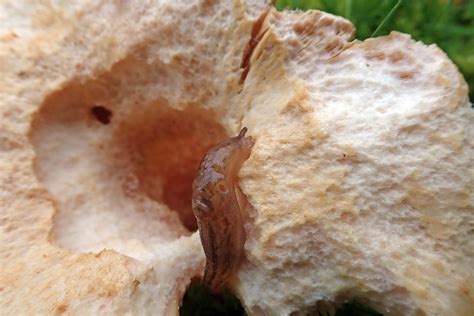 298/365 More good weather for slugs | earthstar