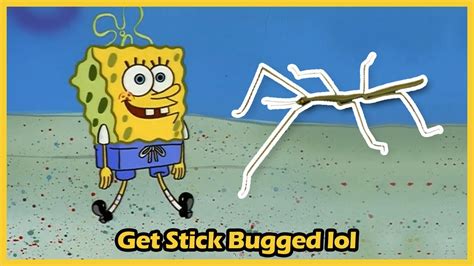 Get Stick Bugged Lol Spongebob Meme YouTube