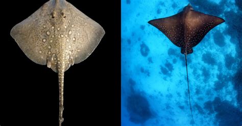 Marine Comparisons - Ocean Info