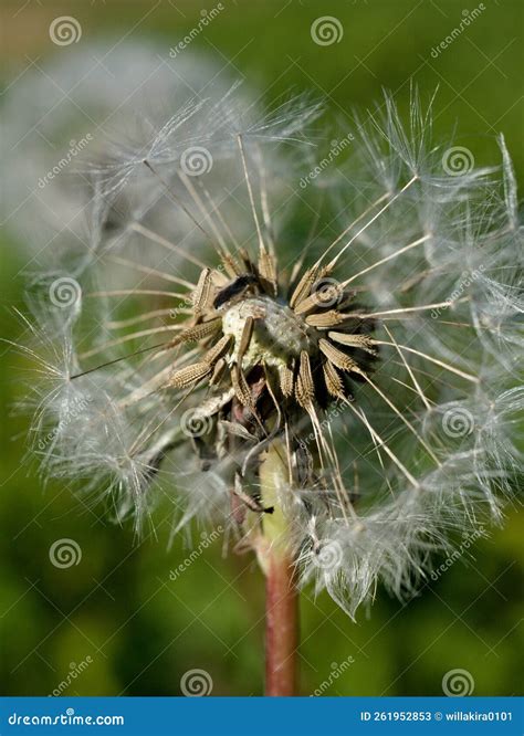 Naked Dandelion Stock Image Image Of Plant Branch 261952853
