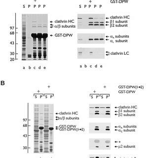 Dose Dependent Binding Of AP 2 And Clathrin To GST DPW Aliquots Of 50