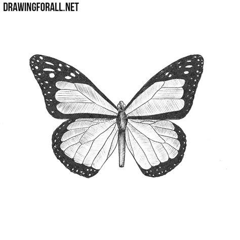 draw  butterfly