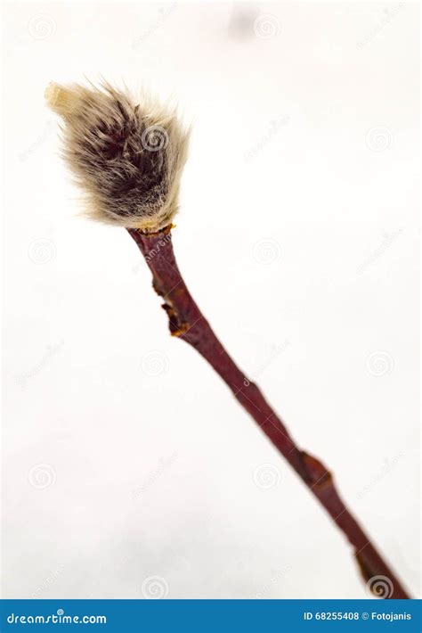 Spring Pussy Willow Stock Photo Image Of Spring Flower 68255408