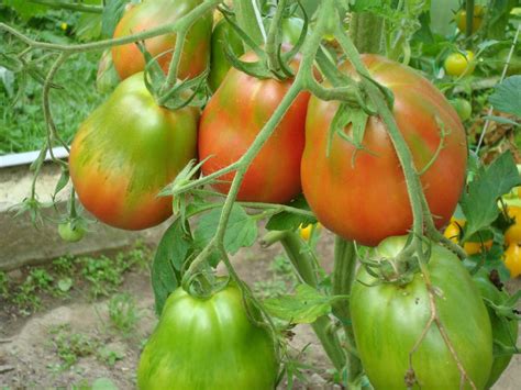 Семена томатов от Передня Ирины: ОТЗЫВЫ