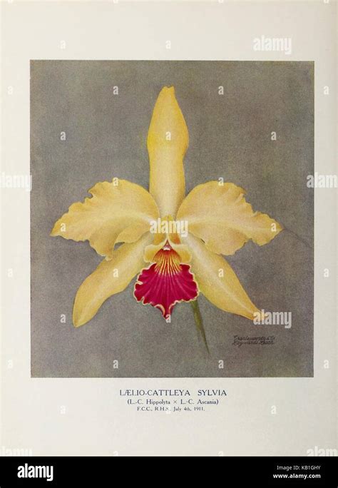 orchid world  stock photo alamy