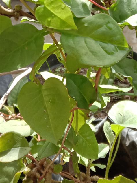 Anredera Cordifolia Solusi Kesehatan