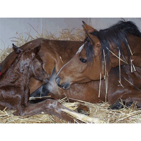 delay foal heat