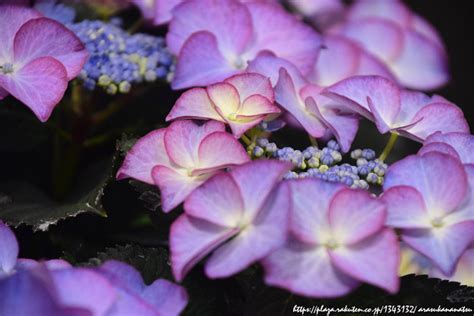ということで紫陽花を撮ってきました その2 | 今日の予定 - 楽天ブログ