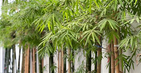 ¿quieres Tener Una Planta De Bambú En Tu Casa Be Bamboo