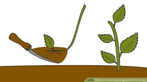 Ways To Grow Hydrangea From Cuttings Wikihow Growing Hydrangeas