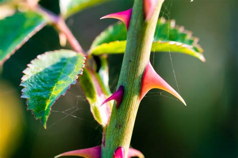 Types Of Thorn Bushes