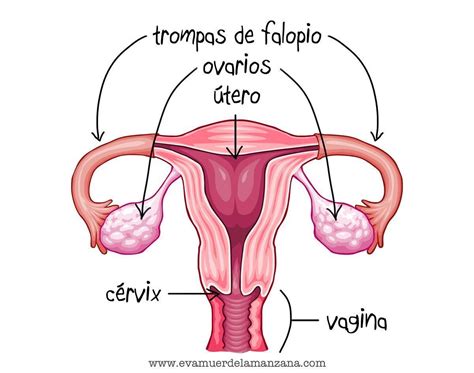 Aparato Reproductor Femenino Conjunto De Diapositivas