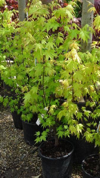 Acer Palmatum Orange Dream Online Acers To Buy Uk Nursery