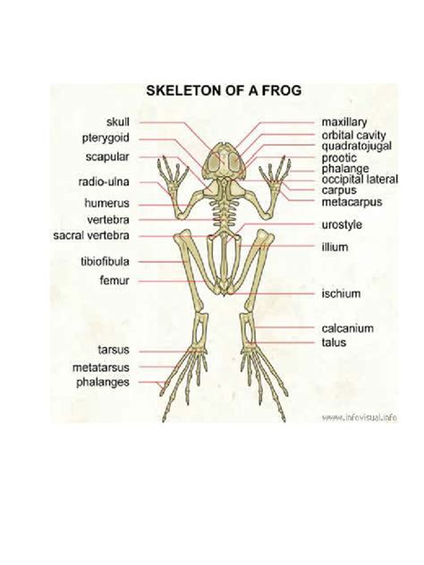 frog bones